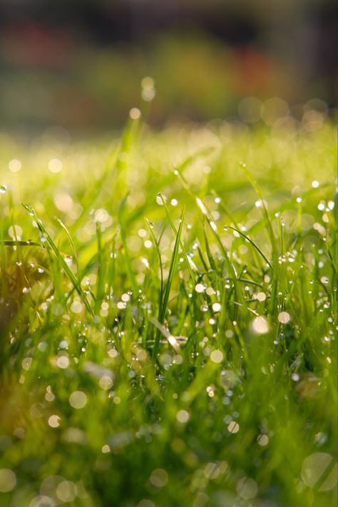 Dewy Grass Aesthetic, Grass Asethic, Grass Green Aesthetic, Papillon Aesthetic, Green Grass Aesthetic, Grass Aesthetic, Dawn Pictures, Grass Photo, Coaching Website