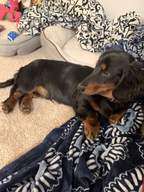 Long Hair Dachshunds, Brown And Black Dachshund, Black Weiner Dog, Black Dachshund Long Hair, Black And Tan Long Haired Dachshund, Black Long Haired Dachshund, Room Ideas For Dogs, Pet Room Ideas, Dachshund Black And Tan