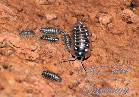 Love clowns?   https://mtpetemporium.com/collections/armadillidium-isopods/products/armadillidium-kluggi-montenegro #isopods #isopod #woodlice #rolypoly #rollypoly #pillbug #crustacean #porcellio #Armadillidium #PorcellionidesPruinosus #OniscusOsellus #mtpetemporiumisopods #mtpetemporium #bio #bioactive #bioactivesetup #bioactivesetups #woodlices #rolypolys #crustaceans #cleanupcrew #cuc Clown Isopod, Pet Isopods, Pill Bugs, Rollie Pollie, Crab Food, Woodlice, Pill Bug, Hermit Crabs, Crab Recipes