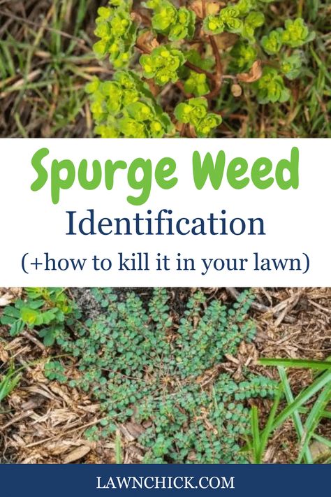 Spurge in all its different varieties is a common lawn weed in the United States. If you think you might have spurge on your lawn and want all the right pro tips to get rid of it, you're in the right place. This blog post gives you all the information you've been looking for. Use the pictures in the article to identify the spurge on your property. You'll also discover the characteristics of each spurge weed, as well as the places where spurge is most likely to grow. Lawn Weeds Identification, Common Lawn Weeds, Lawn Weeds, Weeds In Lawn, Types Of Grass, Lawn And Garden, Lawn Care, Garden Beds, You've Been