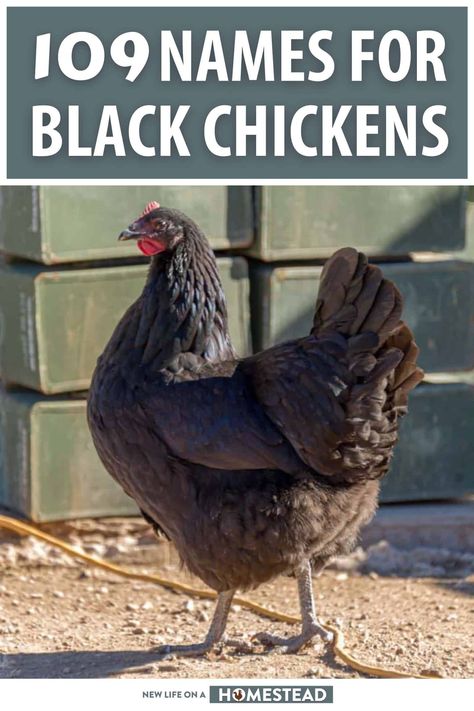 Every chicken needs a name, and black chickens especially need good ones. Get inspiration for naming your chicken here. #chickens #homesteading Chicken Names Hens, Black Silkie Chicken, Rooster Names, Homestead Animals, Exotic Names, Black Chicken, Black Chickens, Silkie Chickens, Raising Backyard Chickens