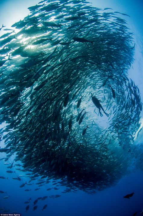 The formation created by the school of fish made it look like the divers were swimming through an underwater tornado Sea Diving, Deep Sea Diving, Under The Water, School Of Fish, Underwater Photos, Fish Swimming, Deep Blue Sea, Under Water, Scuba Diver