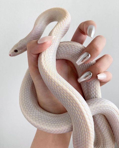 Baby Barn Owl, Baby Snakes, Pretty Snakes, Colorful Snakes, Snake Wallpaper, Devils Night, Ballad Of Songbirds And Snakes, Songbirds And Snakes, Corn Snake