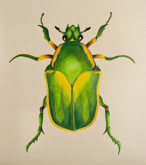 Thirsty World: Green June Bug Crawling Animals, Beetle Painting, Beetle Drawing, Bugs Drawing, Green Bug, Green Shadow, Beetle Tattoo, Sap Green, Green Beetle