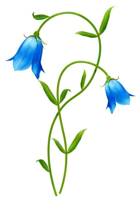 Harebell Flower, Hyacinth Bridgerton, Flower Fence, Bell Flowers, Blue Bell Flowers, Easy Flower Painting, Png Images Free, Flowers Drawing, Frame Border Design