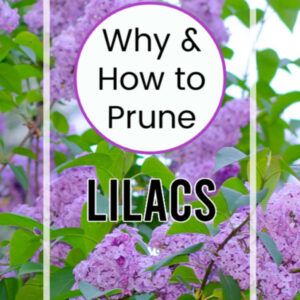 Prune Lilac Bush, Lilac Pruning, Garden Diy Decoration Ideas, Lilac Plant, Lilac Bush, Lilac Bushes, Lilac Tree, Garden Yard Ideas, Flower Patch