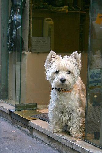 Finding Neverland, Westie Puppies, Highlands Terrier, Westie Dogs, Australian Shepherds, West Highland Terrier, White Terrier, West Highland White Terrier, White Dog