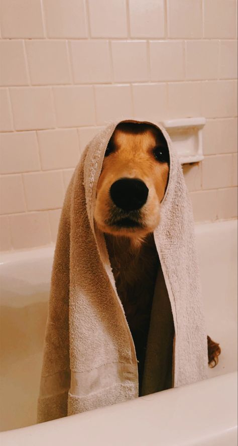 Dog Bath Pictures, Dog Bath Products, Dog Bathroom Photoshoot, Dog Bath Aesthetic, Dog With Towel On Head, Dog Bath Photoshoot, Dog Bathroom Pictures Diy, Dog Photography Ideas Creative, Pets Hotel