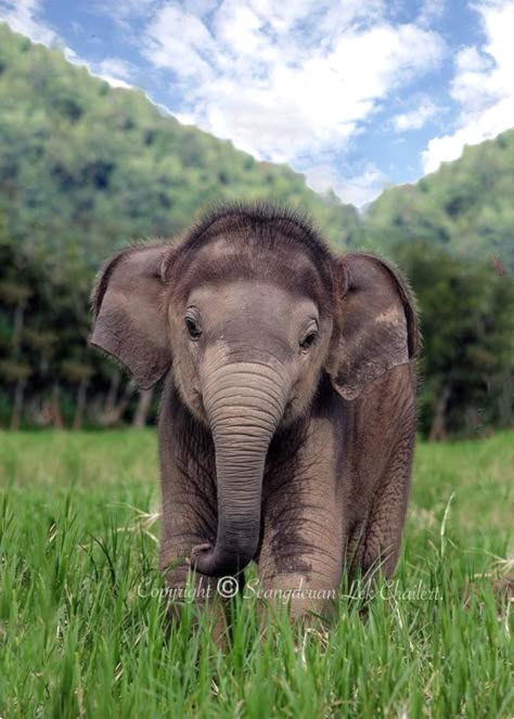 Baby Indian elephant enjoying a beautiful day. Look at that sweet face and those bristly hairs! Baby Pets, Elephant Pictures, Baby Elefant, Baby Elephants, Animal Reference, Night Fury, Elephant Love, Favorite Animal, Elephant Baby