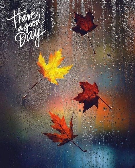 Rainy Morning Quotes, Good Morning My Angel, Good Morning Rainy Day, Rainy Day Quotes, Morning Pic, Rainy Fall, Evening Quotes, Weather Quotes, Rainy Sunday