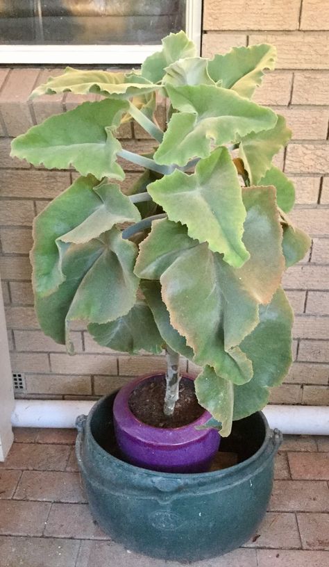 KALANCHOE BEHARENSIS. "ELEPHANT EARS". Observatory House, Sacculant Plants, Kalanchoe Beharensis, Live Oak, Elephant Ears, Cactus Y Suculentas, Front Yard, Cactus, Yard