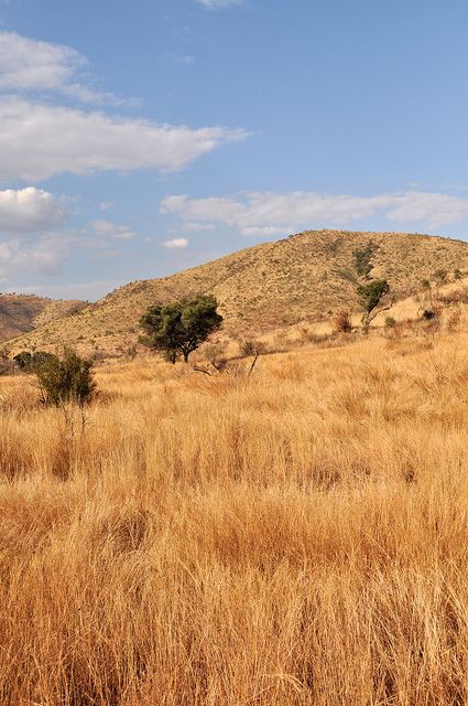 Tropical Grassland, Tiger Collage, Kolar Gold Fields, Savanna Biome, Game Reserve South Africa, Modern World History, Personal Investigation, Bee Swarm, Game Lodge