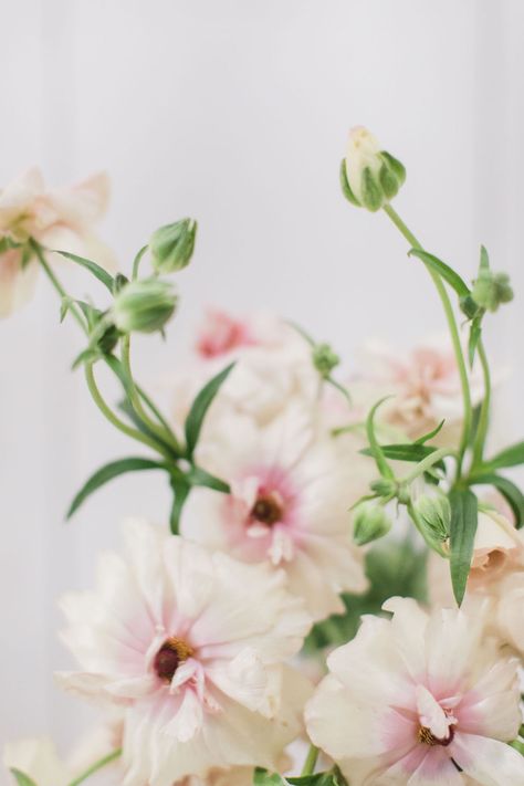 Blush butterfly ranunculus - these delicate and whimsical flower is a must for spring wedding flowers! Photo by Amanda Donaho Flowers Wallpaper Pink, Flower Wallpaper Pink, Pink Flower Aesthetic, Ranunculus Painting, Aesthetic Pink Flowers, Pink Flowers Aesthetic, Ranunculus Centerpiece, Pink Flower Wallpaper, Ranunculus Arrangement