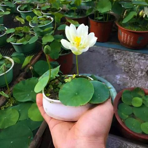 How to Grow Lotus | Planting Lotus in Container Asian Plants, Lily Seeds, Container Water Gardens, Indoor Water Garden, Lotus Seed, Seeds Color, Lotus Plant, Hydroponic Plants, Soil Layers