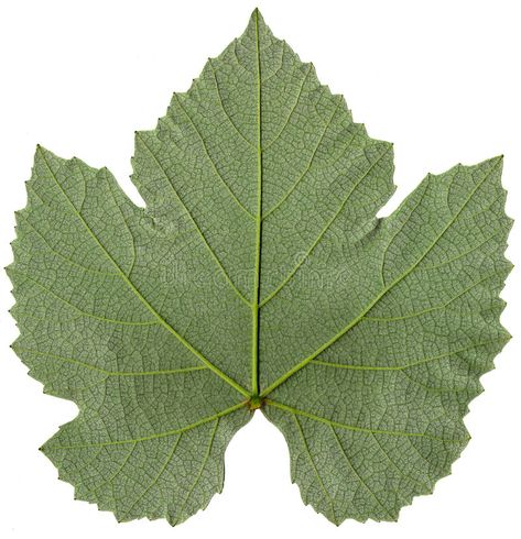 Grape leaf detail. Close up detail of a grape leaf , #AD, #leaf, #Grape, #detail, #grape, #Close #ad Wine Vineyards, Plaster Crafts, Wine Craft, Print Outs, Fruits Images, Mythology Tattoos, Leaf Images, Grape Leaf, Vine Leaves