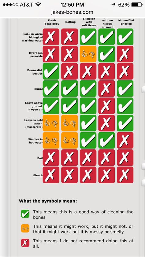 Bones! Bone Cleaning, Dermestid Beetles, Mummified Body, Bone Collector, Dry Bones, Animal Skeletons, Body Tissues, Animal Bones, Published Author