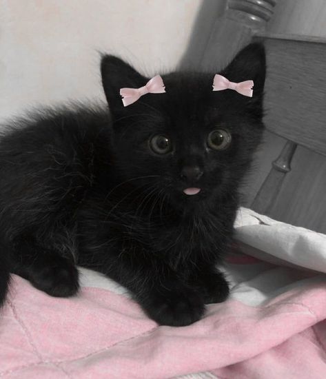 Black Kitten, Pink Bows, Pink Bow, A Black, Pink, Black