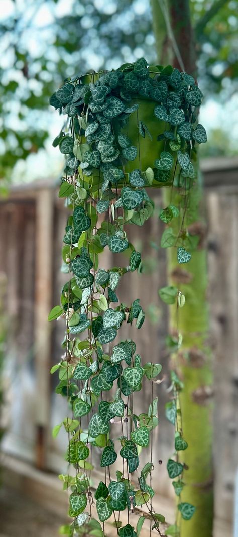 String of Hearts (Ceropegia woodii) Add an air of romance to your indoor garden with our stunning String of Hearts! Also known as the Rosary Vine or Sweetheart Vine, this trailing succulent is native to the rugged landscapes of South Africa, showcasing its inherent resilience and robustness. Featuring a cascade of heart-shaped leaves on slender vines, the String of Hearts is an absolute delight to behold. The leaves flaunt a rich green color, a striking symbol of love and vitality that never fai String Of Hearts Plant, Ceropegia Woodii, String Of Hearts, Succulent Gardening, The Rosary, Hanging Plant, Healthy Plants, Hanging Baskets, Hanging Plants