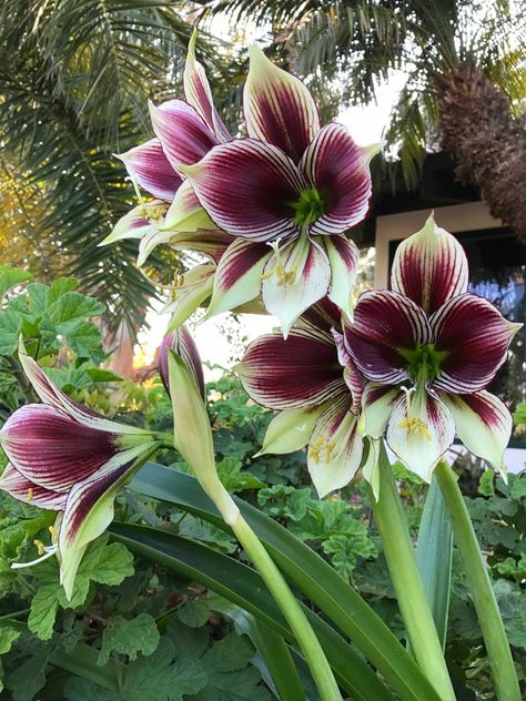 Amaryllis" vs. Hippeastrum Flower Garden Aesthetic, Amaryllis Painting, Amaryllis Arrangement, Amaryllis Christmas, Flower Garden Ideas, Amaryllis Plant, Garden Simple, Bulb Ornaments, White Lilly