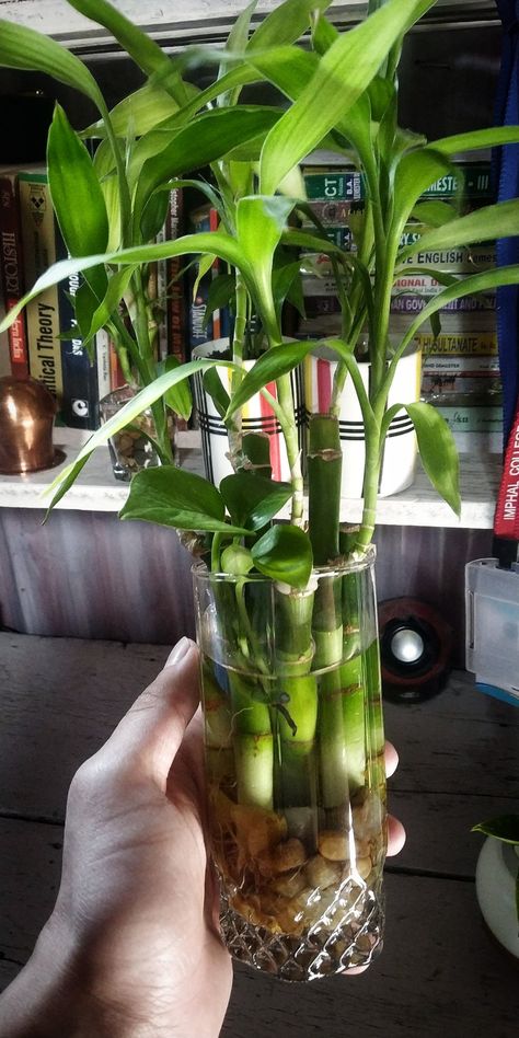 Lucky Bamboo ,Glass Gifted by my Girlfriend , simple and beautiful Bamboo Vase Ideas, Lucky Bamboo Decor, Bamboo Plant Indoor, Bamboo House Plant, Apartment Rooms, Bamboo Bedroom, Lucky Bamboo Plants, Bhutan Travel, Bohemian Garden