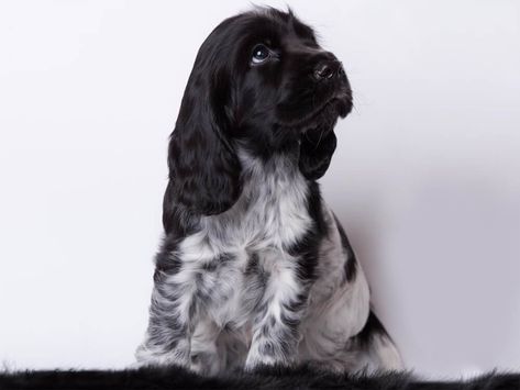 Portuguese Podengo Dog Breed | UKPets Black And White Cocker Spaniel Puppy, Cocker Spaniel Blue Roan, Black Cocker Spaniel Puppies, Black And White Cocker Spaniel, Roan Cocker Spaniel, Blue Roan Cocker Spaniel, White Cocker Spaniel, Spaniel Cocker, Portuguese Podengo