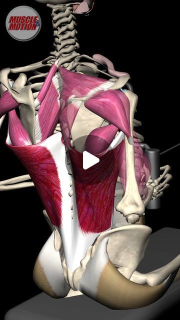 Scapula Exercises, Seated Cable Row, Teres Major, Muscular System Anatomy, Sternocleidomastoid Muscle, Ear Reflexology, Picture Perfect Smile, Human Muscle Anatomy, Perfect Physique