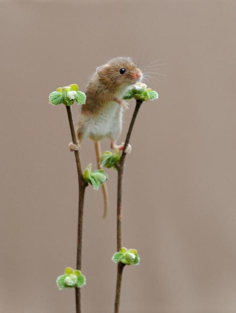 These lovable pictures are a mouse-terclass in nature photography as harvest mice frolic in the flowers Harvest Mouse, Cute Animal Pictures, Cute Creatures, Sweet Animals, Animal Photo, Nature Animals, Cute Little Animals, A Mouse, 귀여운 동물