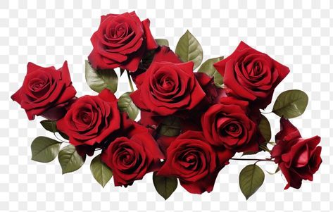 Plant White Background, Red Roses Png, Roses Png, Roses Flower, Bunch Of Flowers, Flower Plant, Free Png, Red Flowers, Red Roses