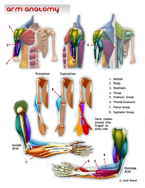 Drawsh is a free art tutorial site updated weekly, covering anatomy, construction, proportion, gesture and much more! Muscle Chart, Anatomy Arms, Arm Anatomy, Muscular System, Human Body Anatomy, Muscle Anatomy, Medical Anatomy, Anatomy For Artists, Anatomy References