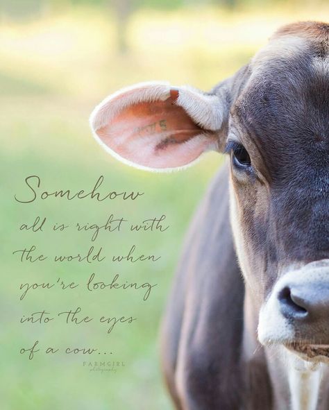 Cows Quotes, Farm Sayings, Farm Life Quotes, Livestock Quotes, Ffa Ideas, Farmers Life, Gossip Quotes, Farm Facts, Cow Quotes