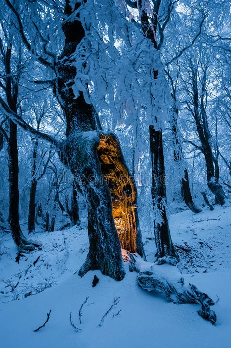 Blue winter forest with single tree with mysterious glow inside. Blue winter for , #spon, #forest, #single, #Blue, #winter, #glow #ad Notebook Background, Background Cool, Nature Tour, Snowy Forest, Love Funny, Winter Wallpaper, Winter Magic, Winter Scenery, Winter Beauty