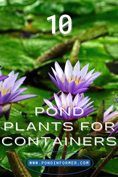 Find ten pond plants that are perfect for pots, patios, and tubs to bring the tranquility and beauty of water gardens into your little outdoor spaces. #WaterGardens #SmallSpaceGardening #Container Pond Plants Container Pond Plants, Container Fish Pond, Aquarium Live Plants, Plants For Containers, Container Pond, Water Terrarium, Small Water Gardens, Container Water Gardens, Patio Pond