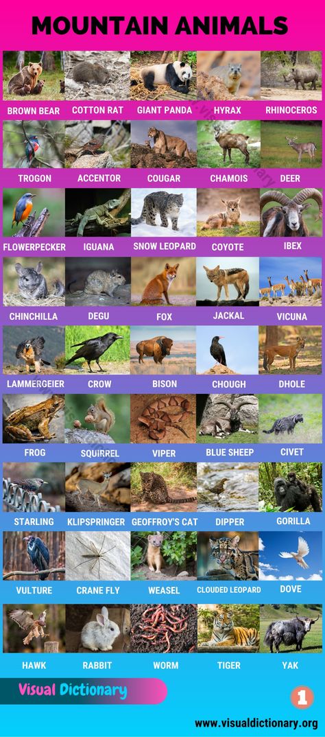 Mountain Animals: Big List of 115+ Names of Animals Live in the High Mountains - Visual Dictionary Animals Classification, Classification Of Animals, Names Of Animals, English Animals, Mammals Animals, Mountain Animals, Picture Vocabulary, Animals Name In English, Animal Infographic