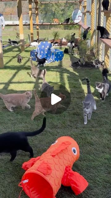 Furball Farm Cat Sanctuary on Instagram: "Too cute so we had to share again! What a fantastic addition to our sanctuary!☀️🐾💙 #playground #love #fun #loveit #amazing #furballfarm #catio #catlovers #cats_of_world #furballfarmcatsanctuary" Farm Cat, Cat Playground Outdoor, Cat Farm, My Dreams Come True, Outdoor Cat Enclosure, John Oates, Cat Sanctuary, Daryl Hall, Pet Boarding