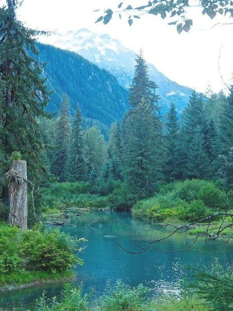 Fishing Salmon, Allegheny National Forest, Shawnee National Forest, Olympic National Forest, Diablo Lake, El Yunque National Forest, Tongass National Forest, Alaska Fishing, Zhangjiajie