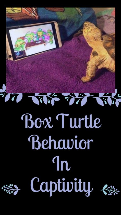 Turtle Tank Setup, Diy Turtle, Turtle Car, Pet Turtle, Box Turtle, Turtle Tank, Setup Ideas, Box Houses, Diy Stuffed Animals