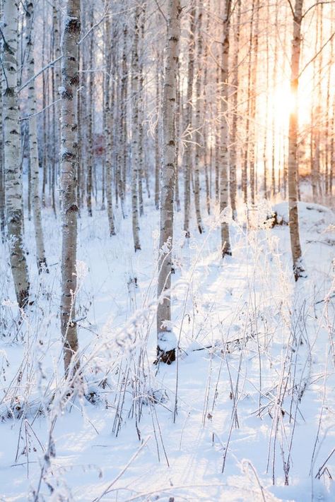 Snowy Birch Forest and Sun Light Stock Photo - Image of scandinavia, finland: 47233224 Finland Forest, Forest Light, Birch Forest, Free Art Print, Snowy Forest, Small Art Prints, Art Prints Wall, Free Art Prints, Sun Light