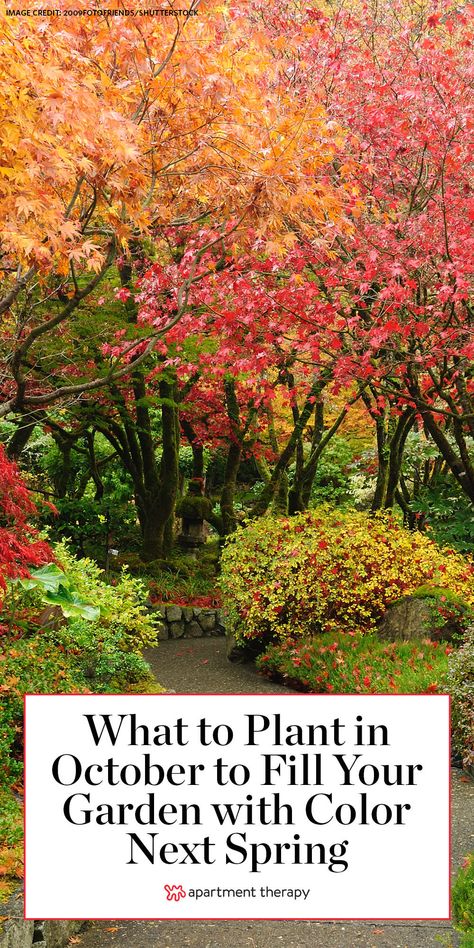 What to Plant in October to Fill Your Garden with Color Next Spring Planting In October, October Gardening, What To Plant In The Fall For Spring, What To Plant In October, Fall Landscaping Front Yard, Fall Garden Planting, Fall Landscaping, Front Lawn Landscaping, Fall Container Gardens