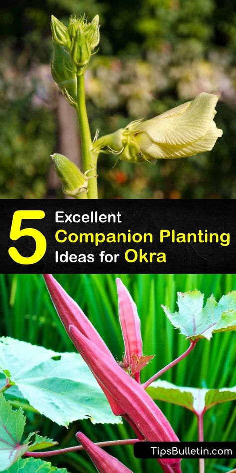 Okra Companion Plants, Okra Growing, Okra Plant Growing, Okra Companion Planting, Asparagus Garden, Growing Okra, Okra Plant, Planting Marigolds, Natural Insecticide