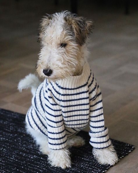 Fox Terrier in a Foxy Winter's Sweater - styling! ;) I #fortheloveofdog Wire Haired Terrier, Wirehaired Fox Terrier, Lakeland Terrier, Fox Terriers, Wire Fox Terrier, Airedale Terrier, Fox Terrier, Funny Happy, November 13