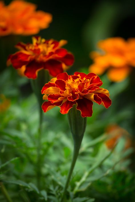 Marigold Tagetes Flowers, Eric Satie, Flowers Orange, Flowers Photography Wallpaper, Orchid Arrangements, Marigold Flower, Beautiful Flowers Pictures, Good Morning Flowers, Flowers Nature