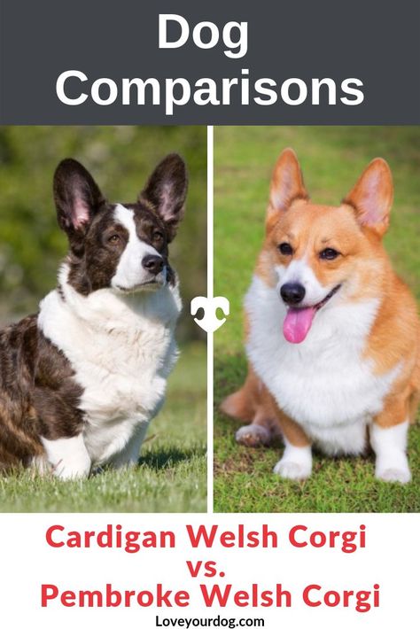 The Cardigan and the Pembroke are so similar in some ways, but slightly different in others. #LoveYourDog #CardiganWelshCorgi #PembrokeWelshCorgi #CorgiBreedComparisons #DogBreedInformation Corgi Full Grown, Cardigan Welsh Corgi Puppies, Cowboy Corgi, Crazy Corgi, Cardigan Corgi, Pembroke Welsh Corgi Puppies, Cute Corgi Puppy, Corgi Dogs, Corgi Art