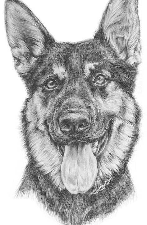 Pet Paintings Dogs, Dog Pencil Drawing, Dog Portrait Drawing, Painted Dogs, Realistic Animal Drawings, Dog Drawings, Dog Portraits Art, Pencil Drawings Of Animals, Animal Drawings Sketches