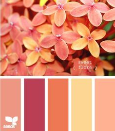 Creamsicle Mid Tone Color Palette, Spring Color Palette, Palette Design, Color Schemes Colour Palettes, Bathroom Paint Colors, Color Palate, Design Seeds, Color Palette Design, Colour Schemes