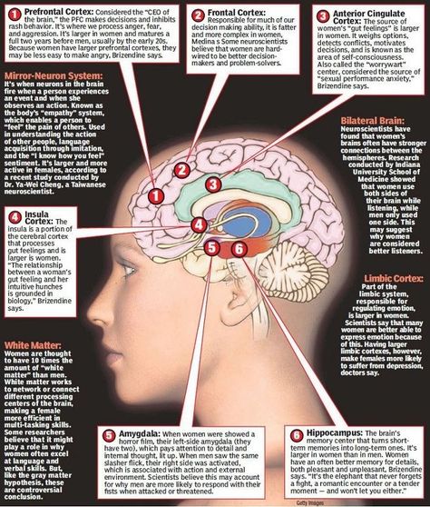 Brain Structure/Function                                                                                                                                                                                 More Nutritional Cleansing, Brain Facts, Brain Anatomy, The Human Brain, Brain Science, Human Brain, Neurology, Anatomy And Physiology, Brain Function