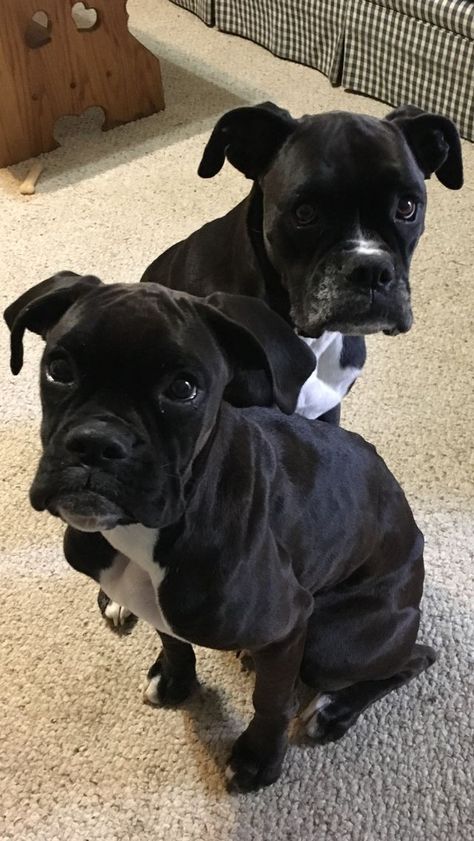 Black Boxer Puppies, Dog Advice, Boxer And Baby, Cesar Millan, Puppy Kisses, Boxer Puppy, Boxer Puppies, Boxer Love, The Best Advice