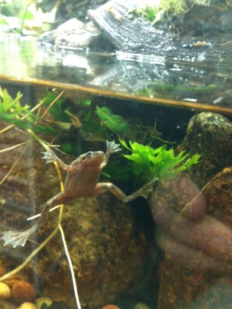 Aquatic Frog Tank, Frog Tank Setup, African Frogs, Betta Care, Pet Reptiles, Frog Habitat, Frog Tank, Pet Frogs, Planted Tank