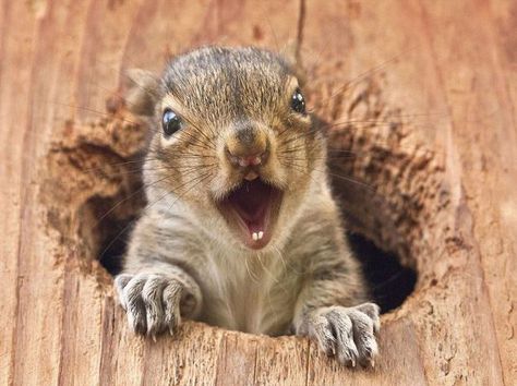 Pretend he's screaming in high-pitched squirrel voice. Squirrel Pics, Squirrel Appreciation Day, Squirrel Pictures, Mom Photo, Squirrel Funny, Squirrel Girl, Cute Squirrel, A Squirrel, Baby Squirrel