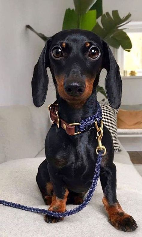 #dachshundslove #dachshunddivas #dachshundfamily #dachshunddog #dachshundbrasil #dachshundcross #dachshundfever #dachshundcentral #dachshundsofinstagrm #dachshundcommunity Daschund Puppies, Dachshund Breed, Black Dachshund, Baby Dachshund, Dachshund Puppy Miniature, Dapple Dachshund, Dachshund Mom, Miniature Dachshund, Funny Dachshund