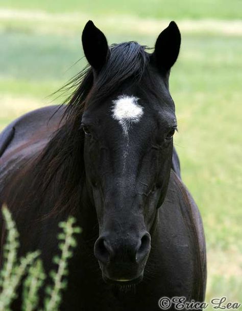 Sweet Black Quarter Horse, Horse Photo, Black Stallion, Horse Boarding, American Quarter Horse, Black Horses, Majestic Horse, All The Pretty Horses, Horse Crazy